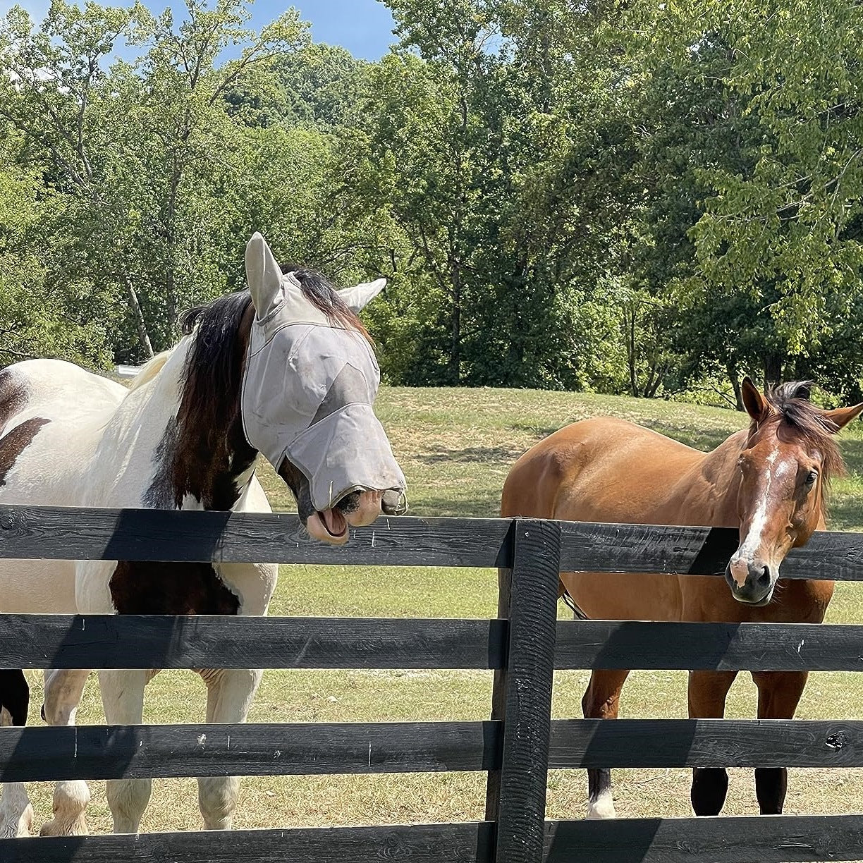 Masque anti-mouches respirant avec protection intégrale